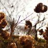 素枯れ紫陽花