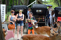 奈良の昼下がり