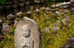 蛇目草の残る浮図田_02