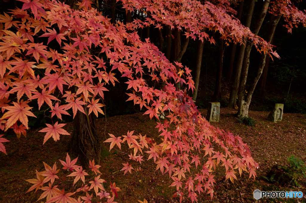 紅葉と石仏
