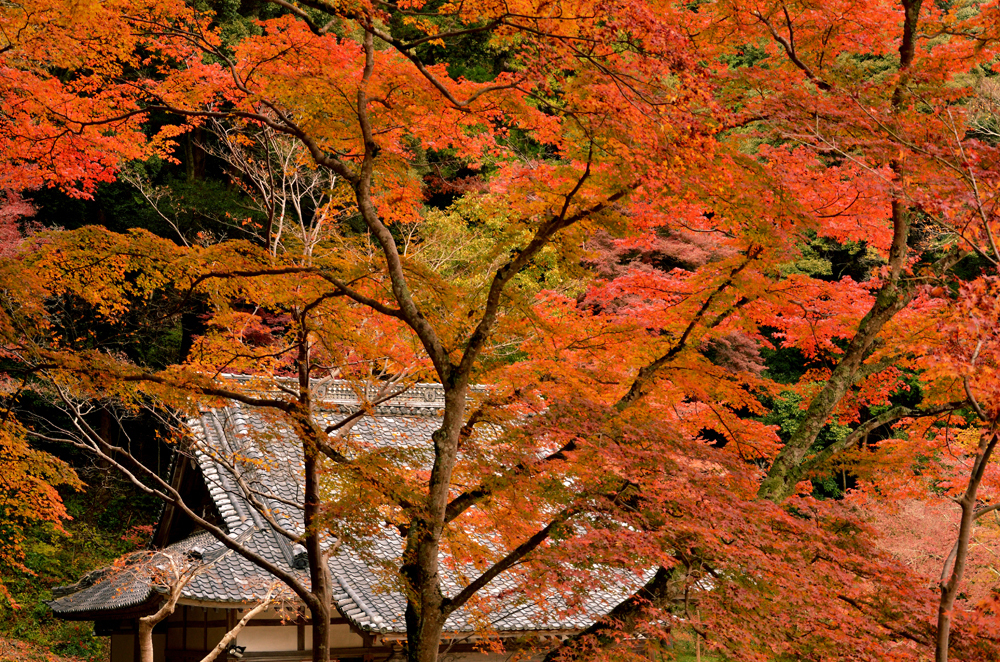 正暦寺_05