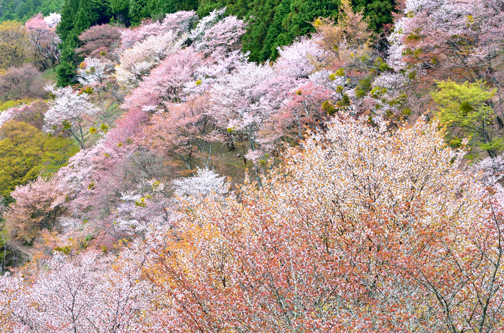 吉野山_03