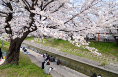 高田川千本桜