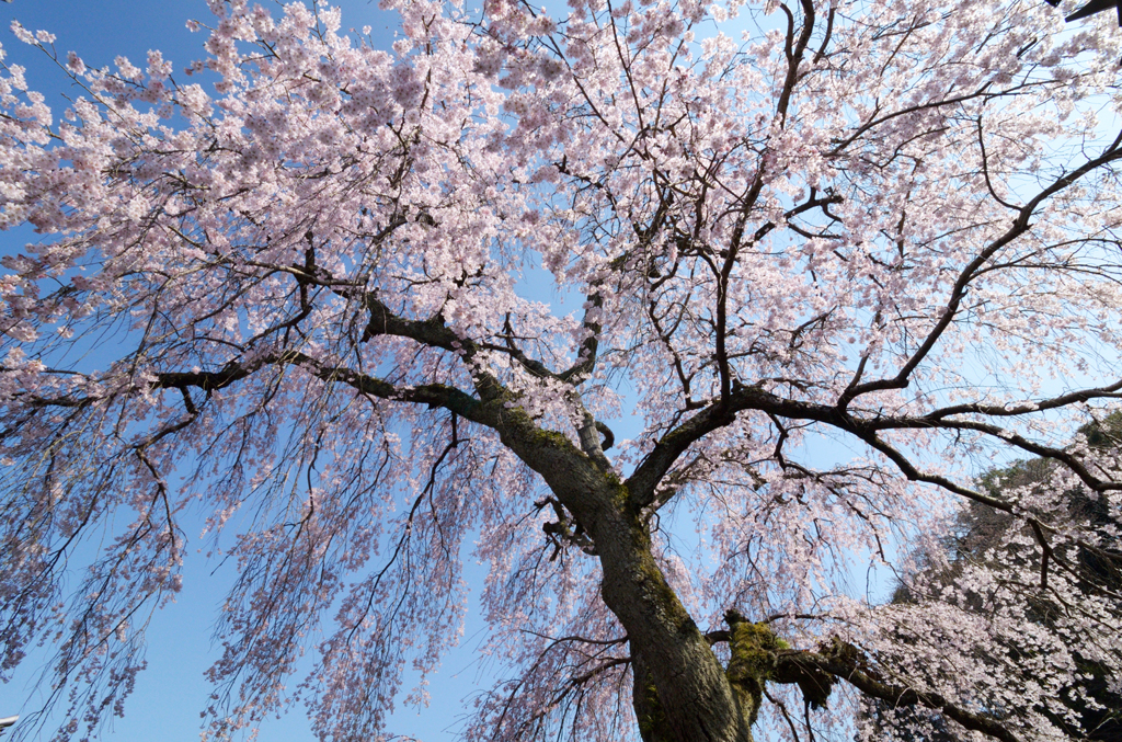 当麻寺_護念院_枝垂桜_04