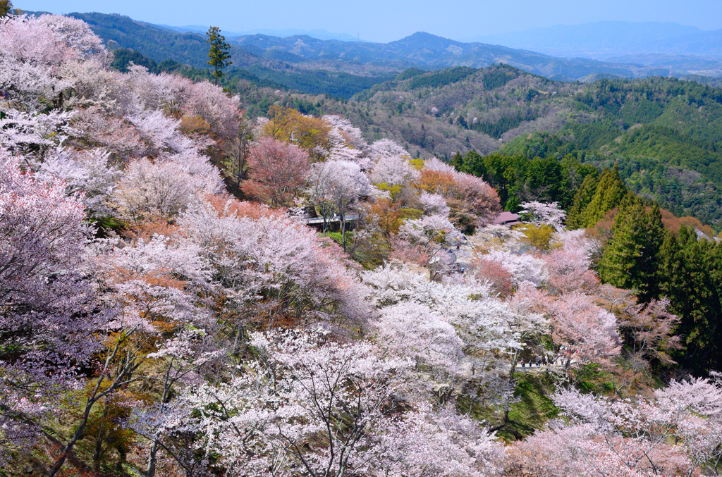 吉野山_06_上千本