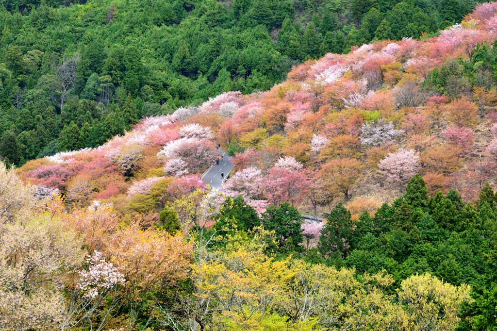 吉野山_02