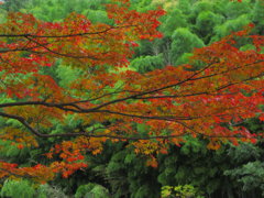 紅葉と竹林2