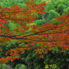 紅葉と竹林2