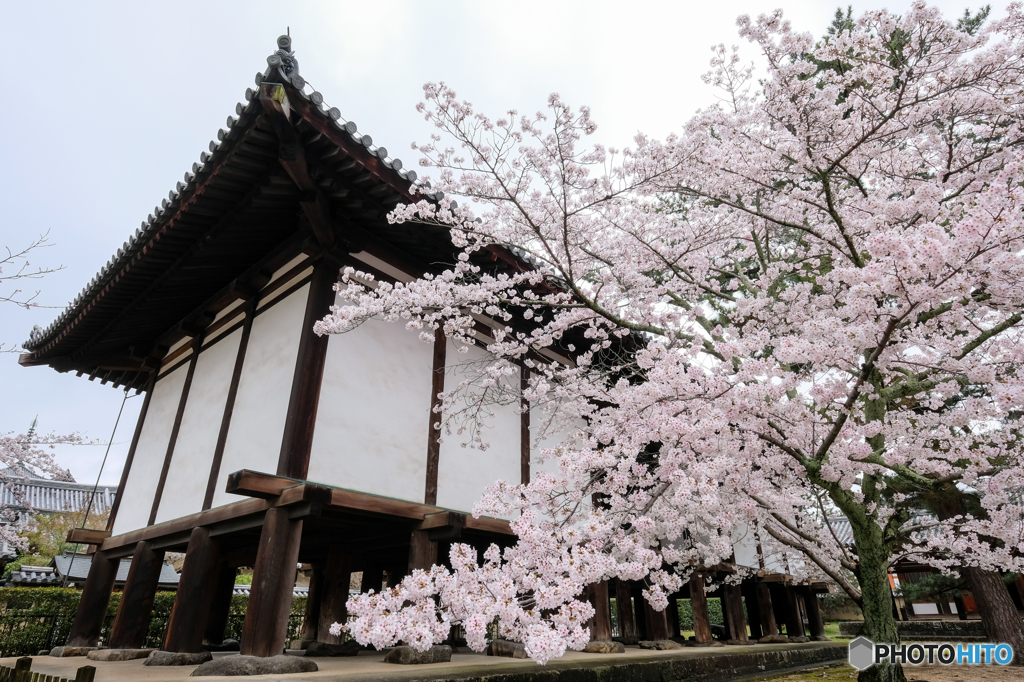 桜咲く法隆寺_02