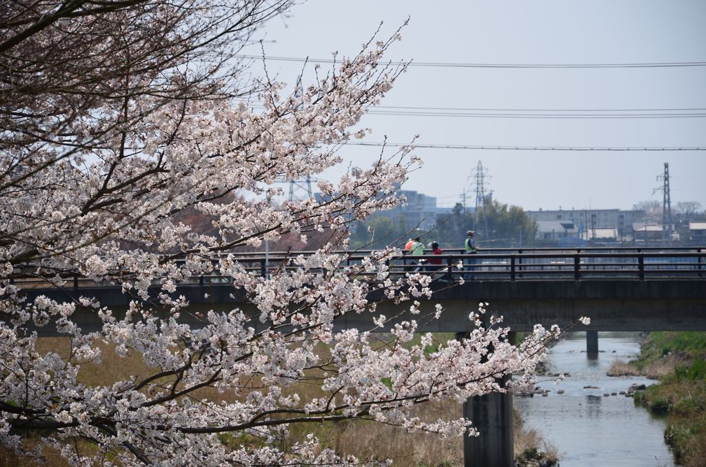 橋と桜