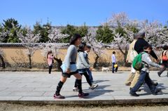 人生いろいろ、桜もいろいろ