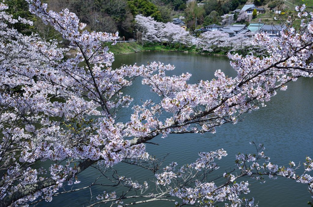 湖面と桜