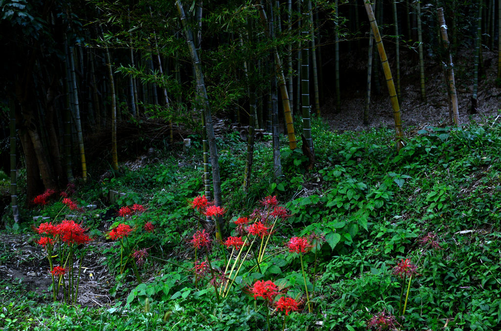 彼岸花_13