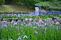 花菖蒲と日傘