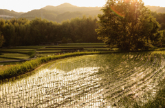 田園の夕暮れ