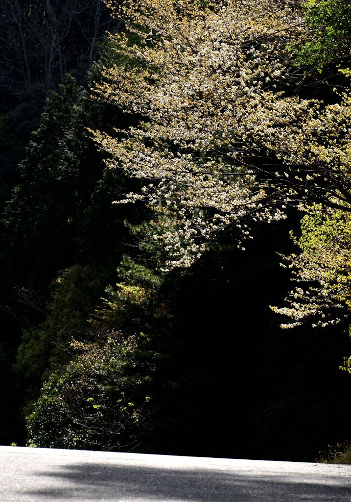 山道で見かけた山桜
