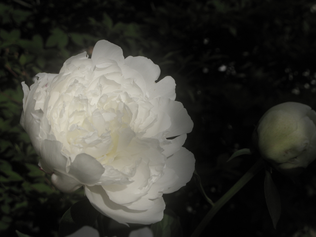 芍薬2