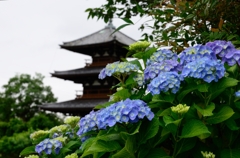 紫陽花と仏塔