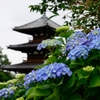 紫陽花と仏塔