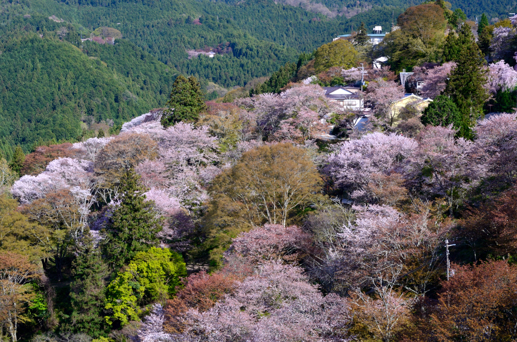 吉野山_09_七曲坂千本桜