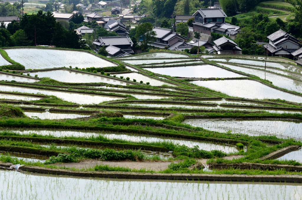 細川の棚田_01