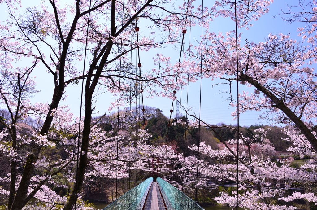 桜と吊橋