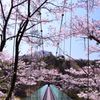 桜と吊橋