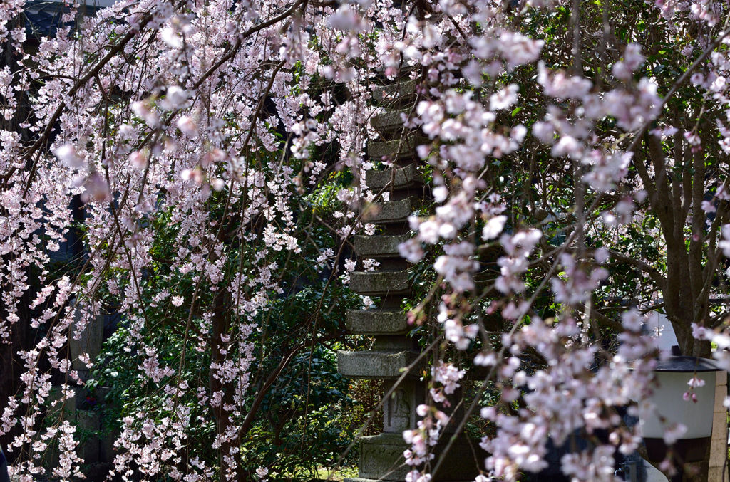 専称寺_06