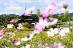 季節の便り_法起寺の秋桜_05