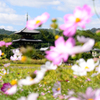 季節の便り_法起寺の秋桜_05