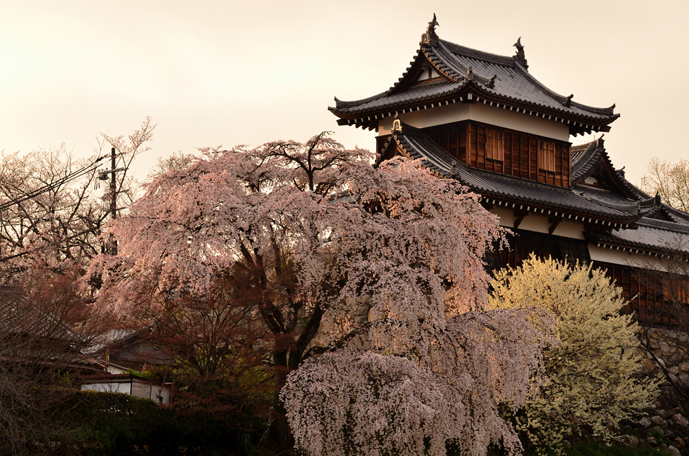 郡山城東隅櫓の枝垂れ桜