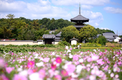 季節の便り_法起寺の秋桜_04