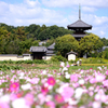 季節の便り_法起寺の秋桜_04