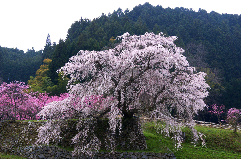 又兵衛桜_04