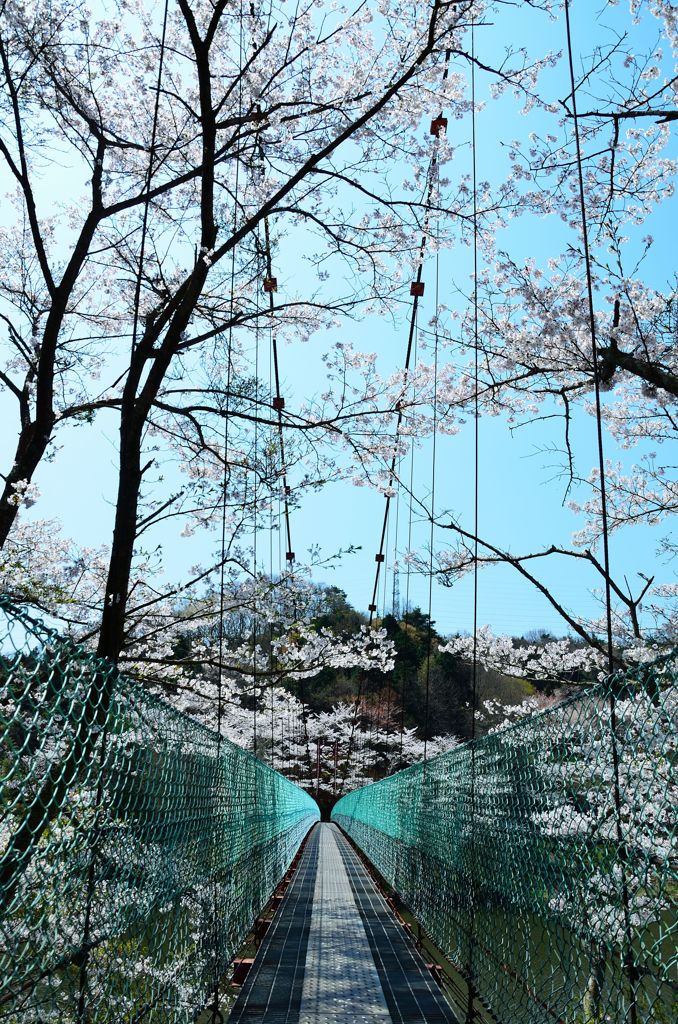 吊橋から見上げた桜