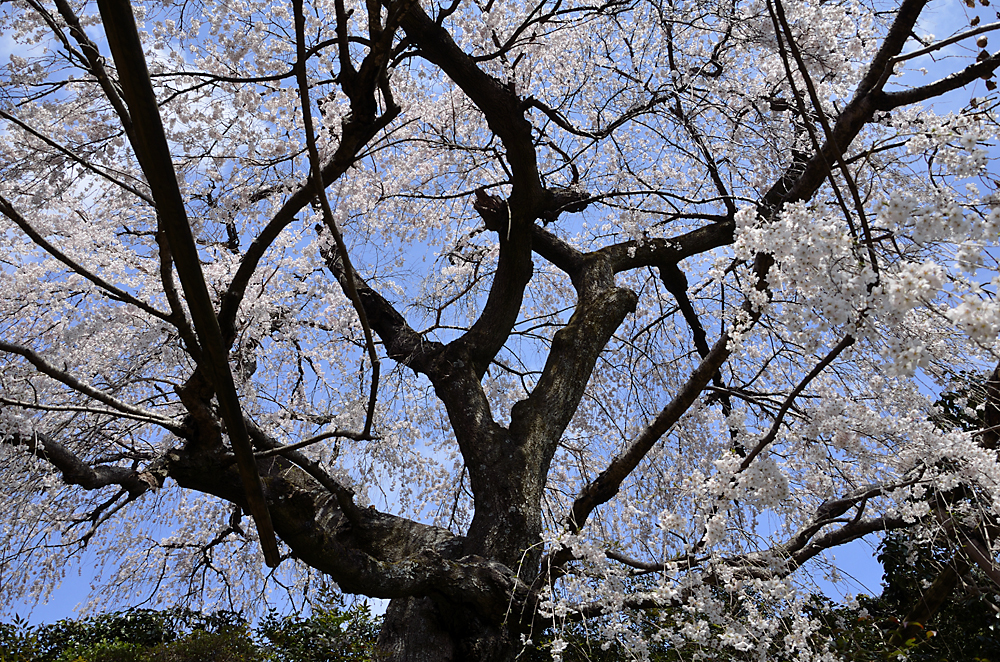 遍照院しだれ桜