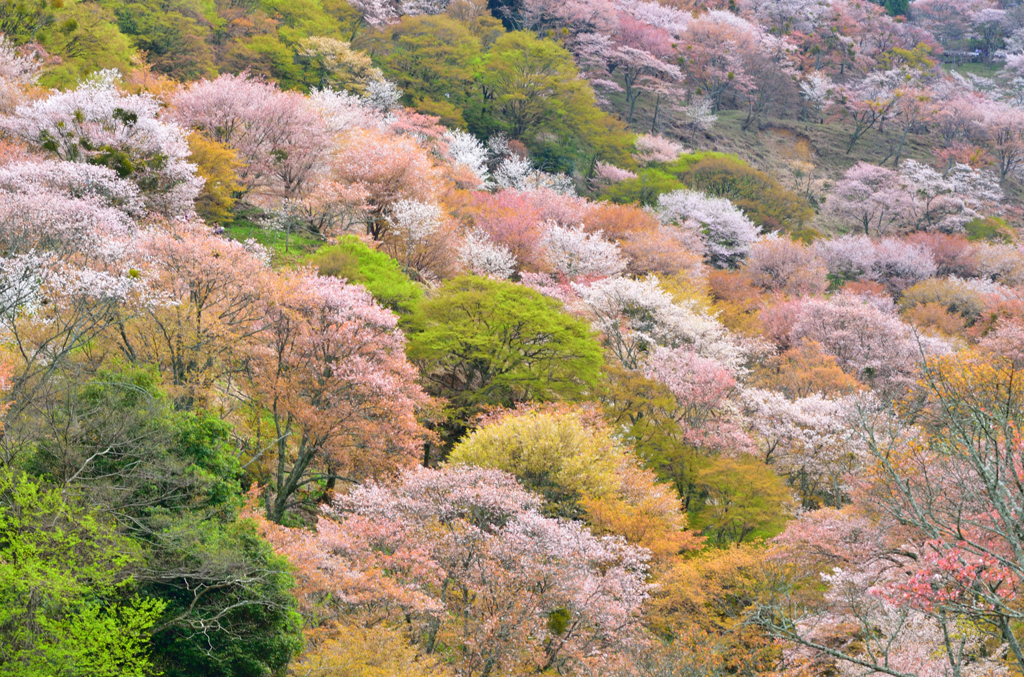 吉野山_01