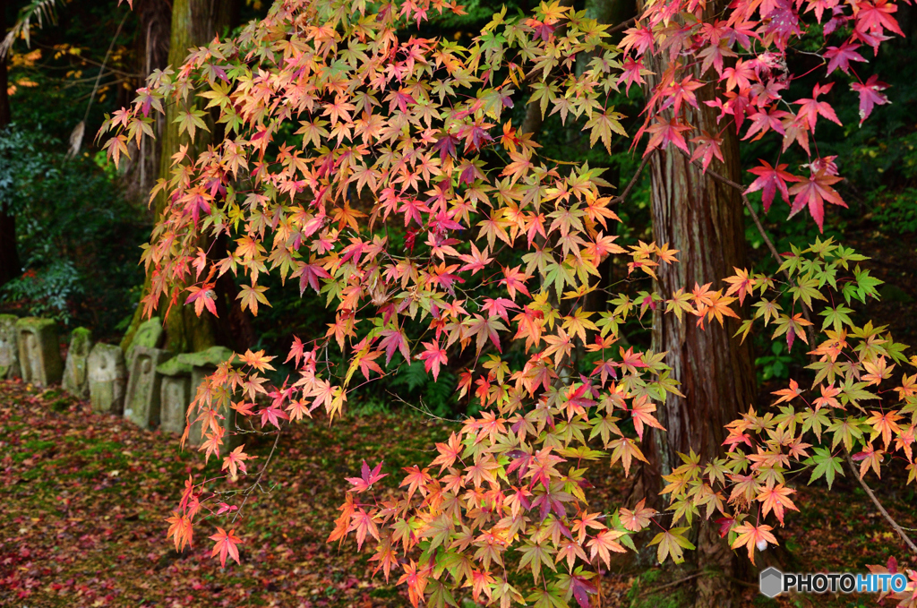 紅葉と石仏