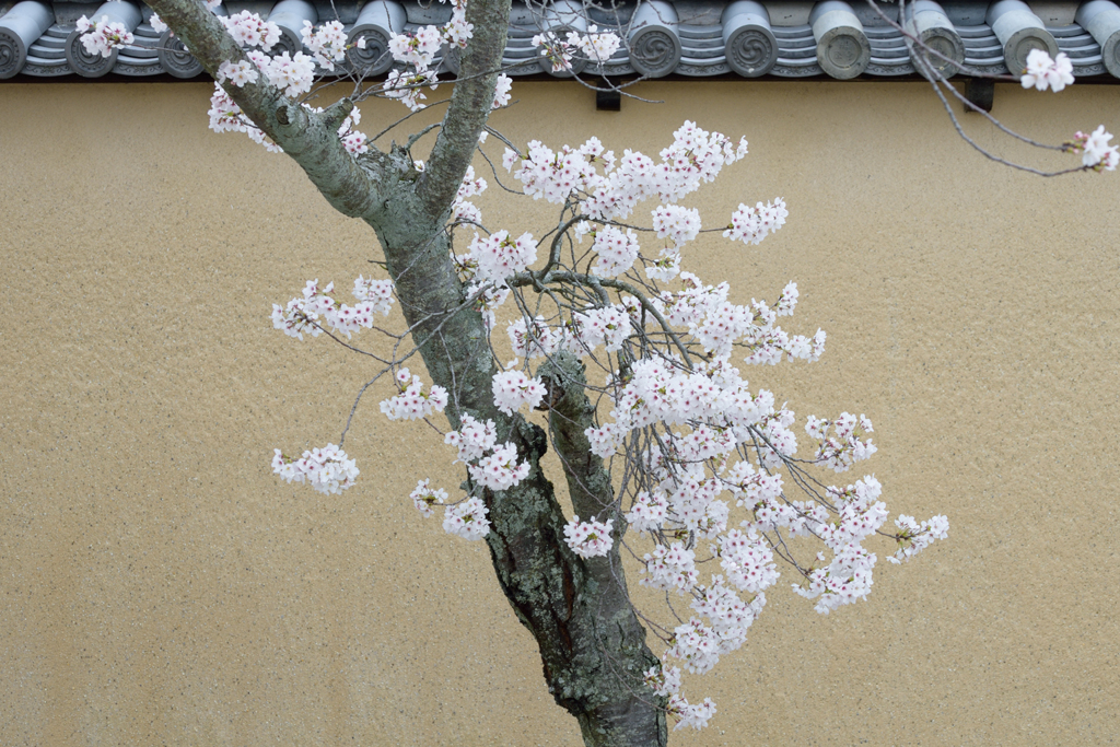 法隆寺_06