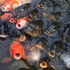 鯉