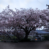八重桜