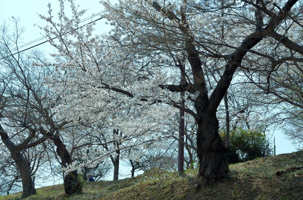 主張しない桜