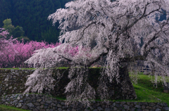 又兵衛桜_02