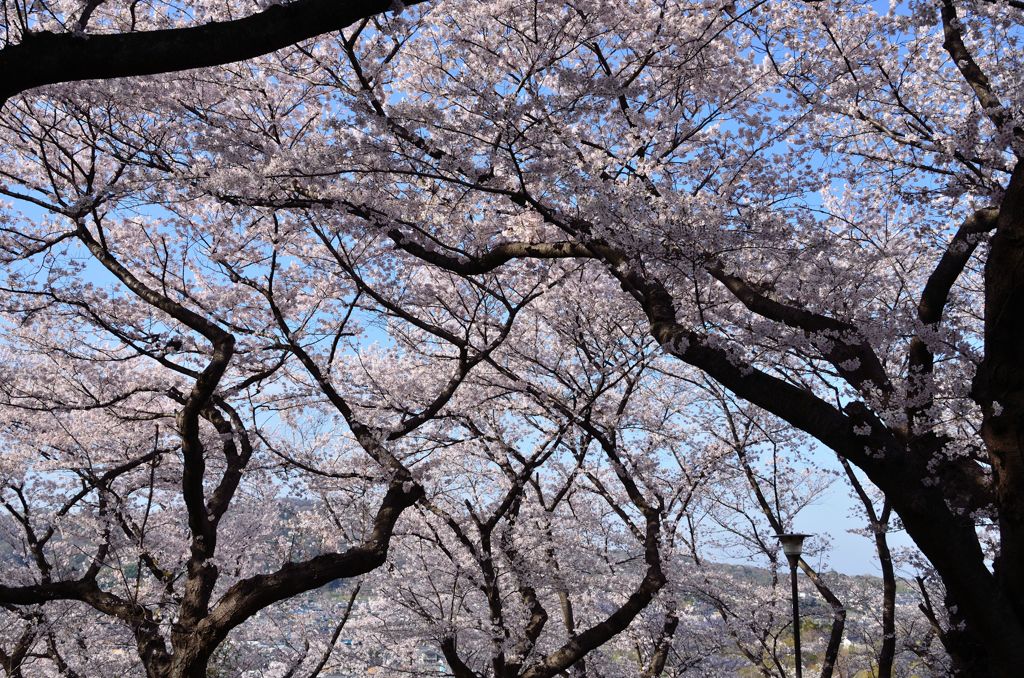 桜の幹、力強く