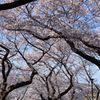 桜の幹、力強く