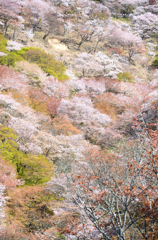 吉野山_03_滝桜
