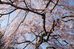 専称寺_枝垂桜_01