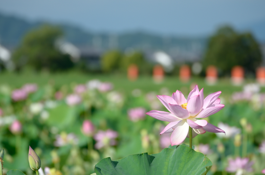 古都の夏