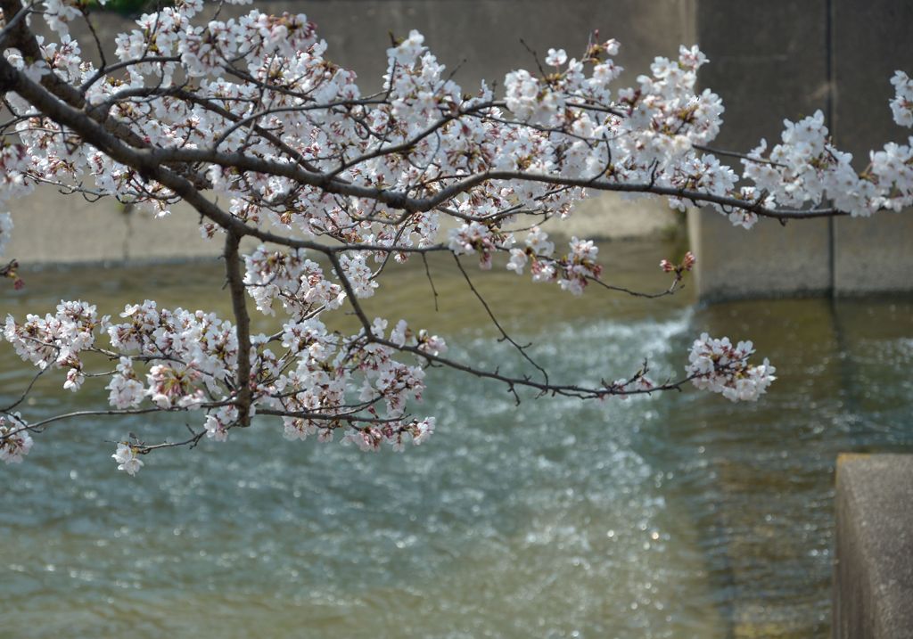 水と桜