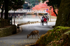 奈良公園_12_人力車